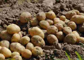 Діставайте картоплю з погреба завчасно: як правильно проростити бульби перед висадкою