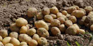 Діставайте картоплю з погреба завчасно: як правильно проростити бульби перед висадкою