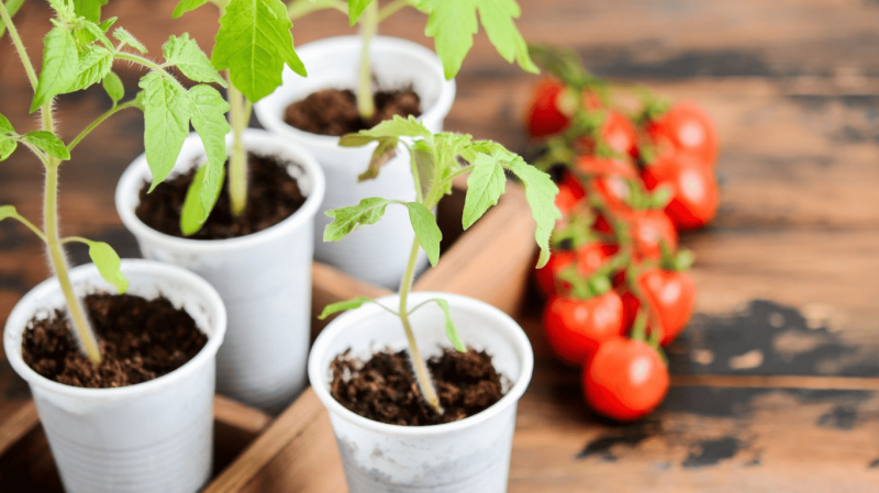 П'ять головних секретів міцної та здорової розсади помідорів