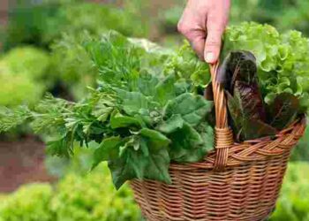 Вирішальний день: чи справді не можна садити город до Благовіщення