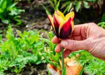 Тюльпани ростуть, але не цвітуть: головна причина, яку всі ігнорують