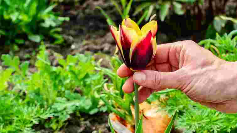 Тюльпани ростуть, але не цвітуть: головна причина, яку всі ігнорують