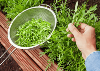Як виростити руколу, щоб не гірчила: секрети смачного врожаю