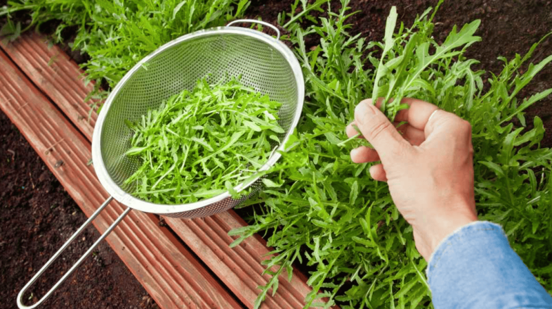 Як виростити руколу, щоб не гірчила: секрети смачного врожаю