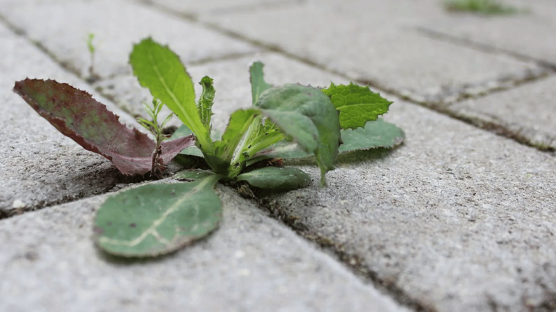 Бур'яни на доріжках зникнуть за добу: найкращий метод без хімії