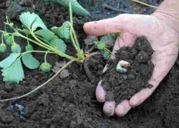 Інакше вона загине: як підготувати грядку для нової розсади