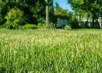 Як зробити газон зеленішим, ніж будь-коли: 5 кроків до здорової трави