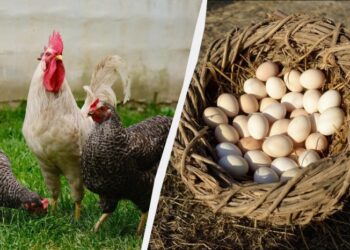 Експерт розповів, що треба додати в корм курей в березні: нестимуться багато і щодня