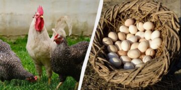 Експерт розповів, що треба додати в корм курей в березні: нестимуться багато і щодня