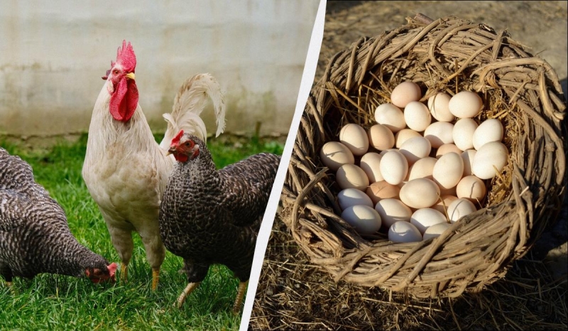 Експерт розповів, що треба додати в корм курей в березні: нестимуться багато і щодня