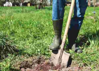 Перекопувати город більше не доведеться: яка проста дія полегшить садівництво