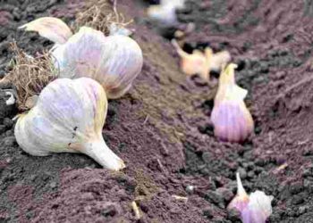 Секрет сильного часнику: що слід зробити ще перед внесенням добрив