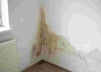 Підступна загроза: як швидко та безпечно позбутися плісняви на стінах