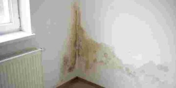 Підступна загроза: як швидко та безпечно позбутися плісняви на стінах