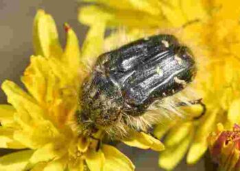 Найбільш небезпечний шкідник для саду навесні: як боротися з оленкою волохатою