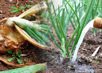 Отрута для цибулі: чим не можна підживлювати овоч навесні