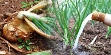 Отрута для цибулі: чим не можна підживлювати овоч навесні