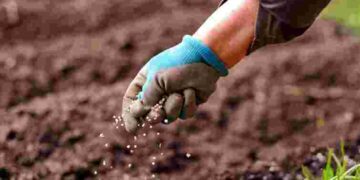 Робіть це поки земля ще мокра: що потрібно розсипати на городі для щедрого врожаю