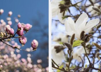 На Закарпатті зацвіли магнолії: де можна помилуватися квітами (фото)