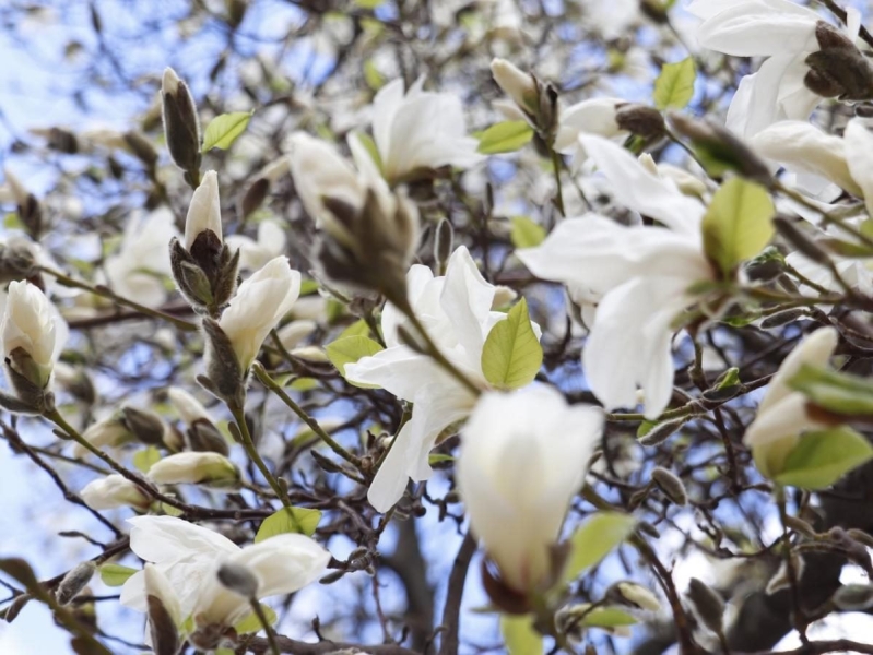 На Закарпатті зацвіли магнолії: де можна помилуватися квітами (фото)