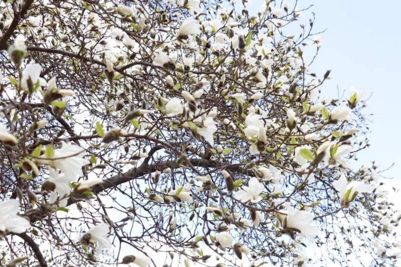 На Закарпатті зацвіли магнолії: де можна помилуватися квітами (фото)