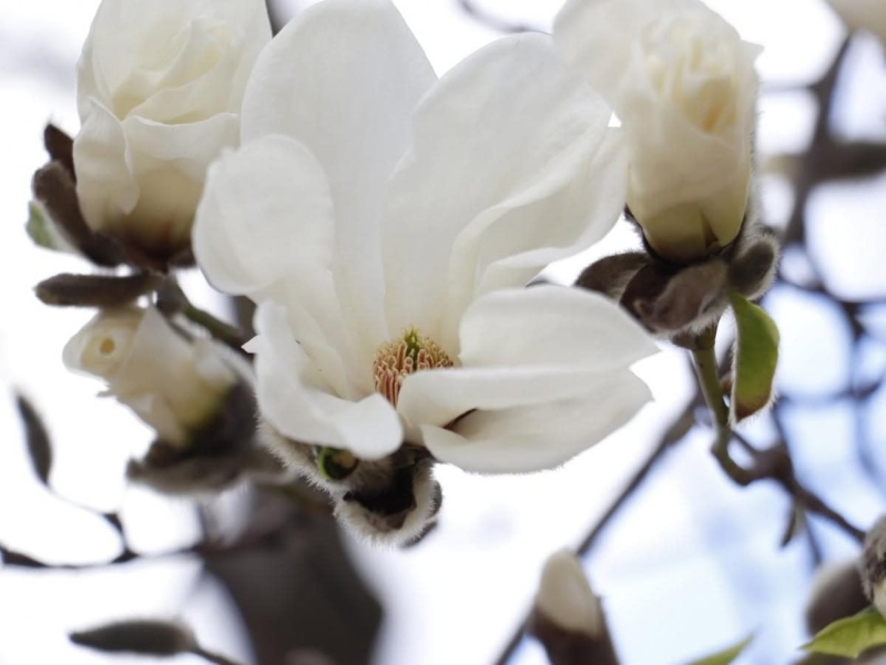 На Закарпатті зацвіли магнолії: де можна помилуватися квітами (фото)