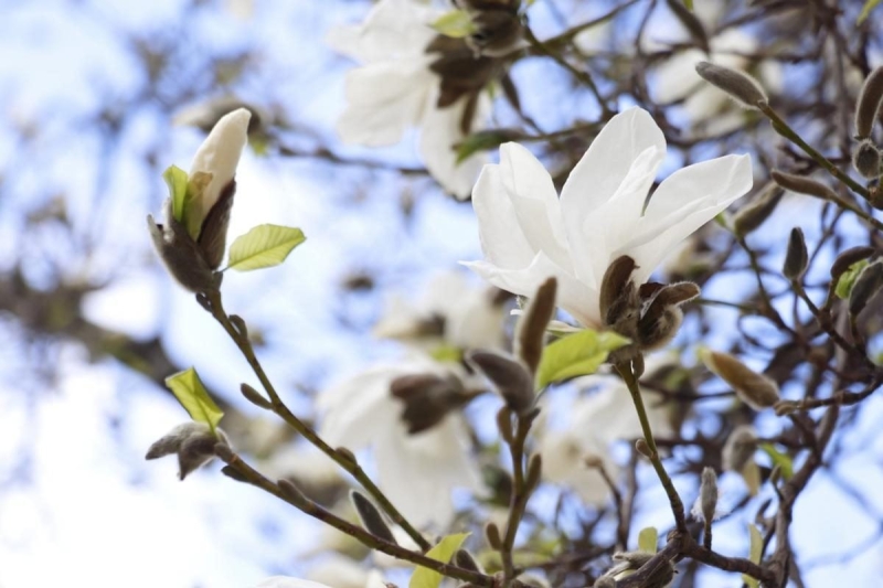 На Закарпатті зацвіли магнолії: де можна помилуватися квітами (фото)