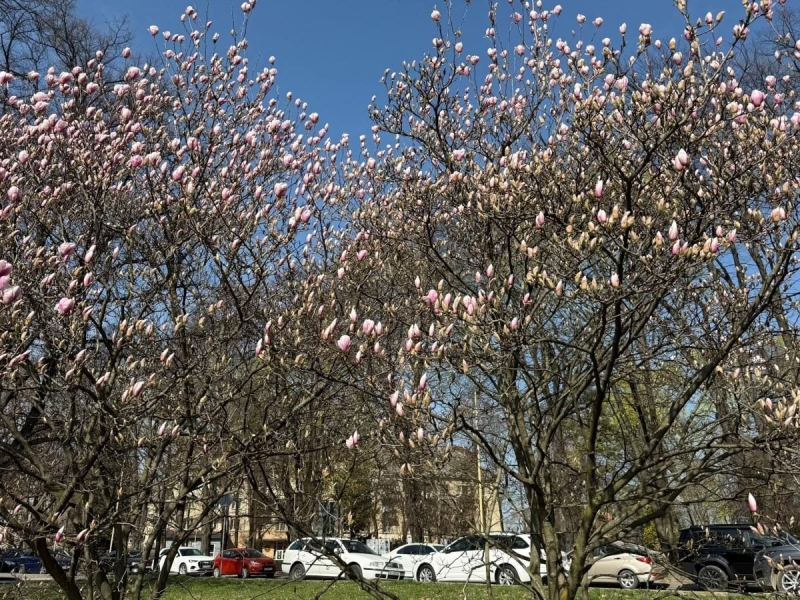 На Закарпатті зацвіли магнолії: де можна помилуватися квітами (фото)