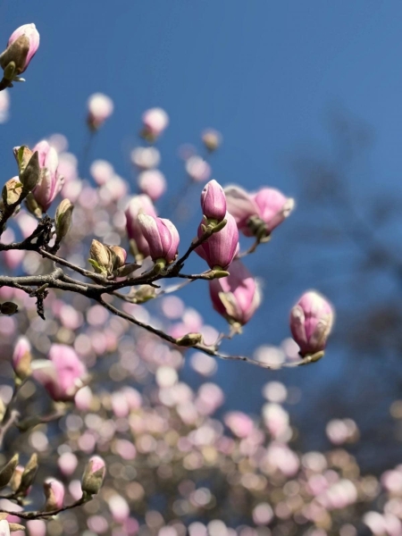 На Закарпатті зацвіли магнолії: де можна помилуватися квітами (фото)