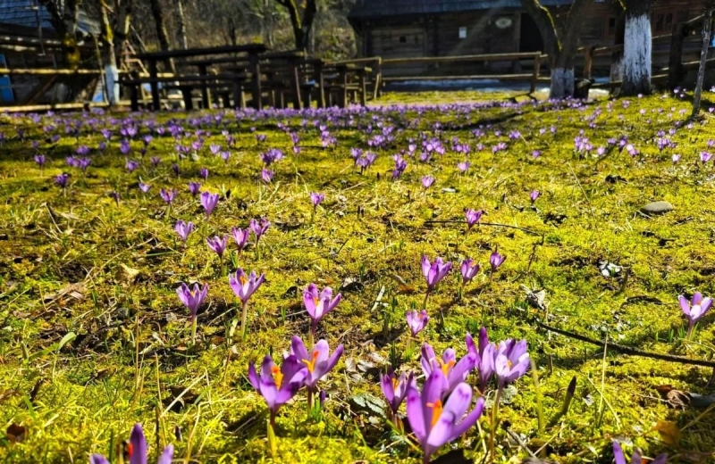 У Колочаві зацвіли крокуси: коли очікувати на пік квітування (фото)