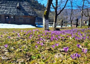 У Колочаві зацвіли крокуси: коли очікувати на пік квітування (фото)