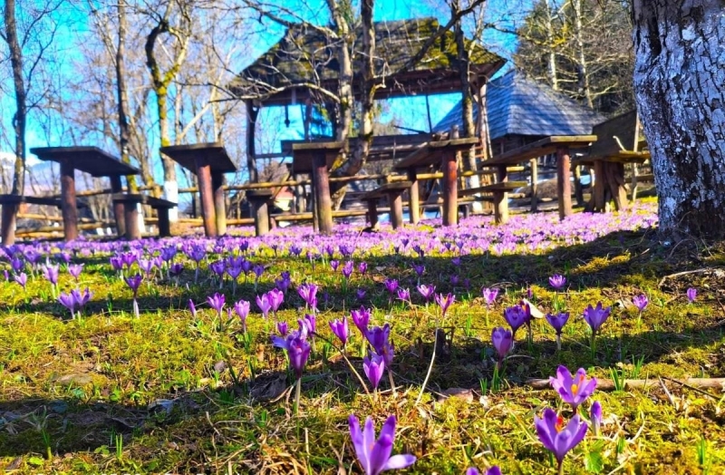 У Колочаві зацвіли крокуси: коли очікувати на пік квітування (фото)