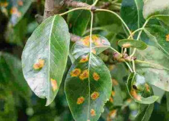 Іржа знищує груші: як зупинити хворобу і врятувати врожай