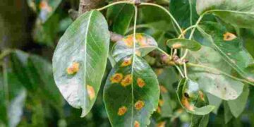 Іржа знищує груші: як зупинити хворобу і врятувати врожай