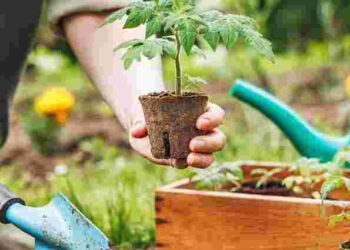 Дуже сприятливий день: що посадити в Чистий четвер, щоб урожай приємно здивував