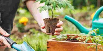 Дуже сприятливий день: що посадити в Чистий четвер, щоб урожай приємно здивував