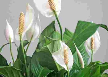 Спатифілум зацвіте відразу: що йому обов’язково потрібно у квітні