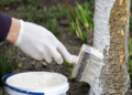 Побіліть цим дерева, і жоден шкідник не наблизиться: диво-засіб