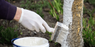 Побіліть цим дерева, і жоден шкідник не наблизиться: диво-засіб