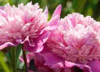 Не пропустіть їх, щоб кущі зацвіли: 4 обов’язкові підживлення півоній