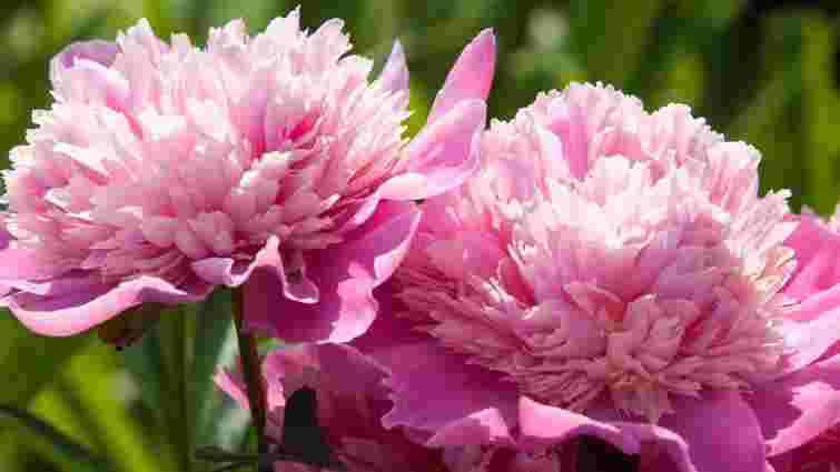 Не пропустіть їх, щоб кущі зацвіли: 4 обов’язкові підживлення півоній