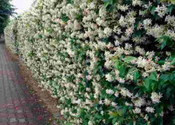 Закриють паркан за одне літо: 4 найкращі варіанти ліан для ділянки