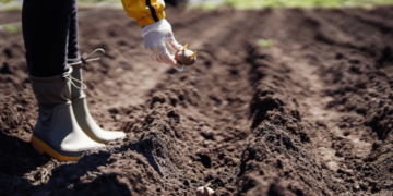 Чому не можна садити картоплю до Великодня 2026: народні прикмети