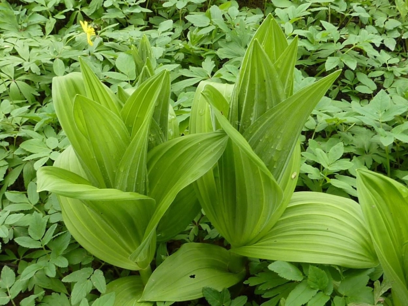 Помилка може коштувати вам життя: як відрізнити черемшу від чемериці