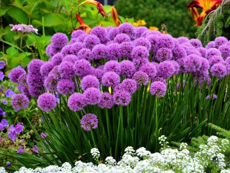 Кліщі терпіти не можуть цю рослину: що варто посадити біля дому