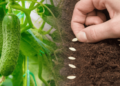 Коли сіяти огірки у квітні за місячним календарем: урожайні дати