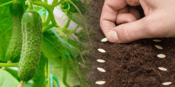 Коли сіяти огірки у квітні за місячним календарем: урожайні дати