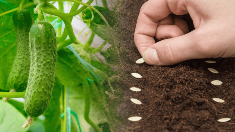 Коли сіяти огірки у квітні за місячним календарем: урожайні дати