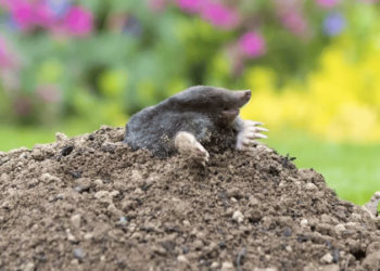 Кроти підуть з городу назавжди: безкоштовний засіб, що працює