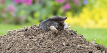 Кроти підуть з городу назавжди: безкоштовний засіб, що працює